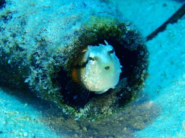 北マリアナ諸島・サイパン島「Saipan🇲🇵Diving🤿Trip👫」の写真：9th Mar. 2012 pic📷

...