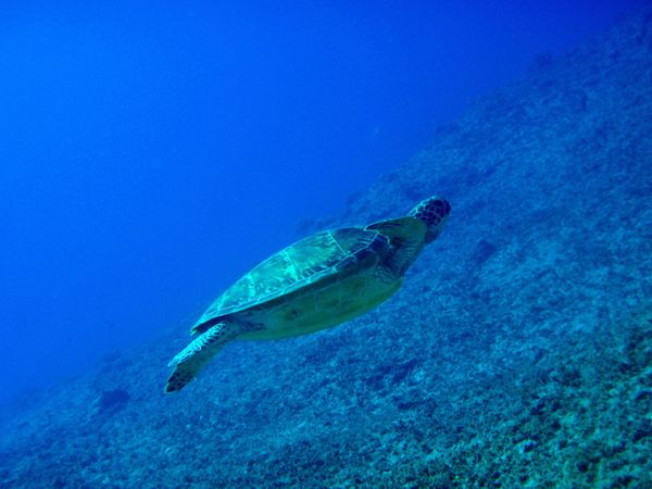 北マリアナ諸島・サイパン島「Saipan🇲🇵Diving🤿Trip👫」の写真：10th Mar. 2012 pic📷
...