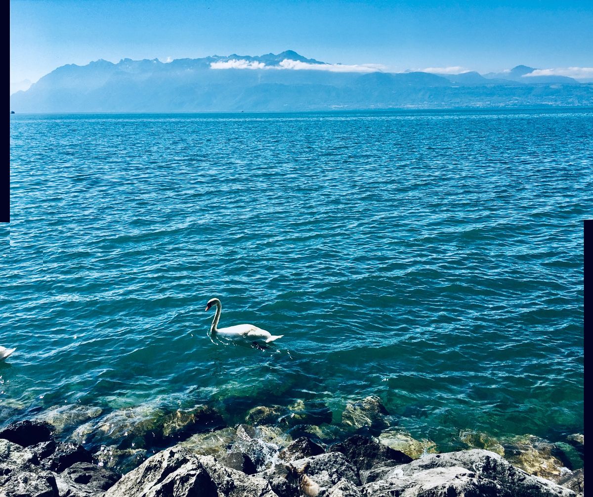 パリから列車🚃でスイス入り、レマン湖の辺りにて一週間滞在しての撮影📷😊ロ-...