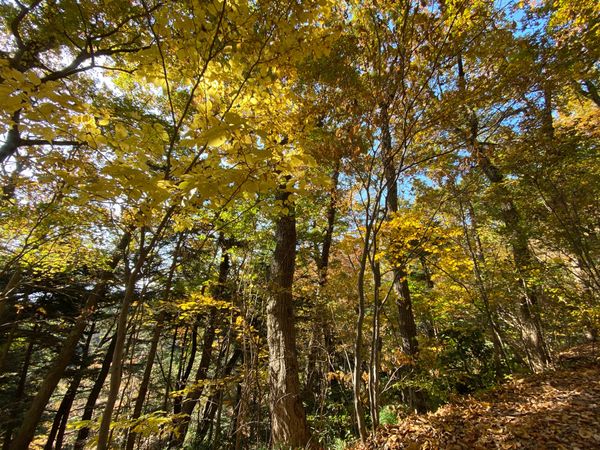 日本・東京都「紅葉の高尾山」の写真