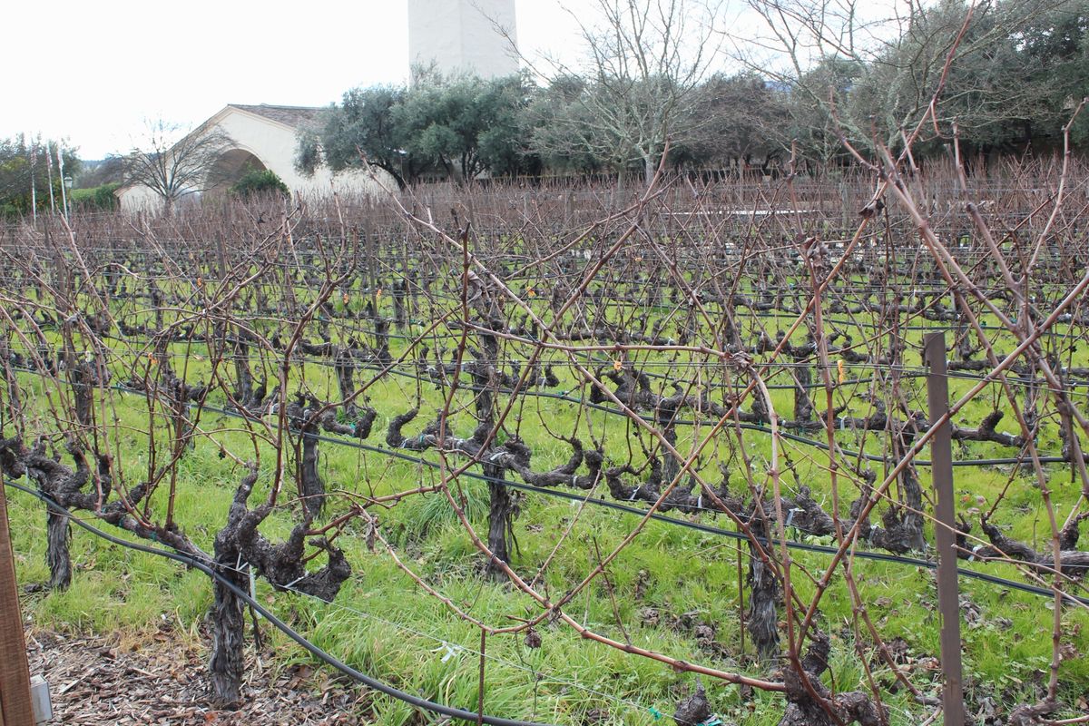 @Robert Mondavi①

2軒目も定番のRobert Monda...