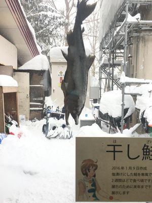 お昼から熱燗と北海道のご馳走💓
札幌ドーム撮りたくて撮ったはずだが、寒すぎ...
