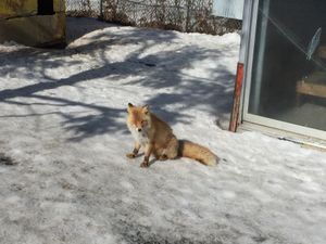 北きつね牧場