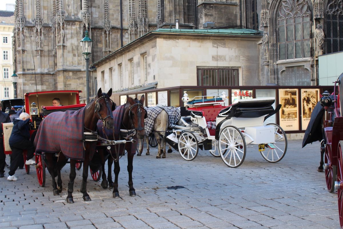 @ウィーンの街並み

ウィーンでは観光客向けに馬車が走っています🐴
しかし...