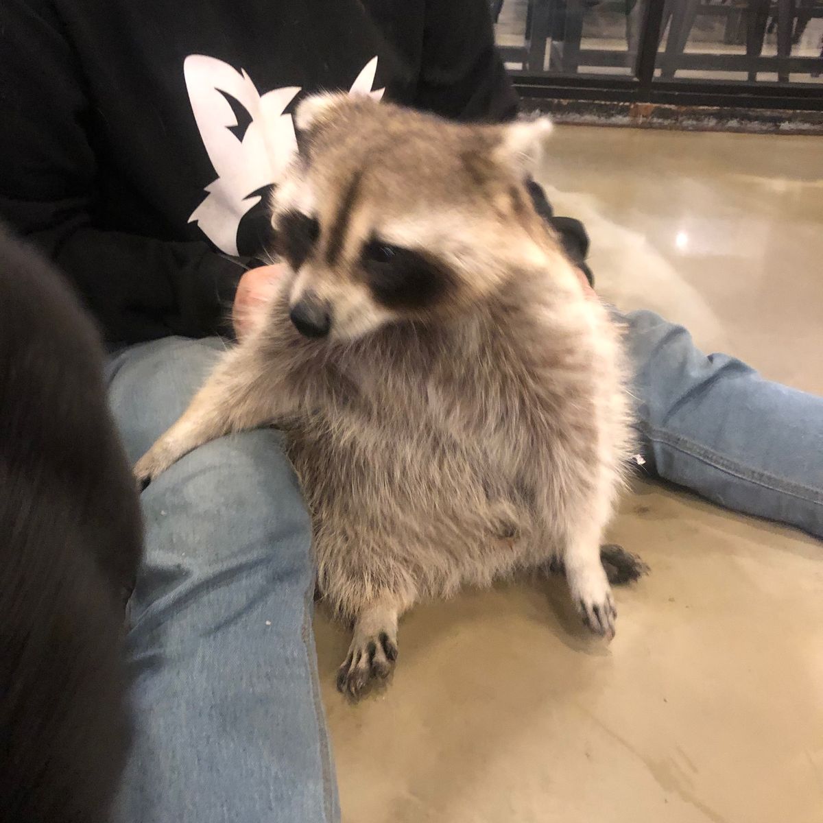 📍弘大周辺
2日目はアライグマカフェ🦝に何時間おったやろ！
一日中アライグ...