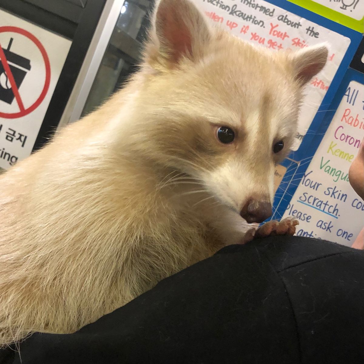 📍弘大周辺
2日目はアライグマカフェ🦝に何時間おったやろ！
一日中アライグ...