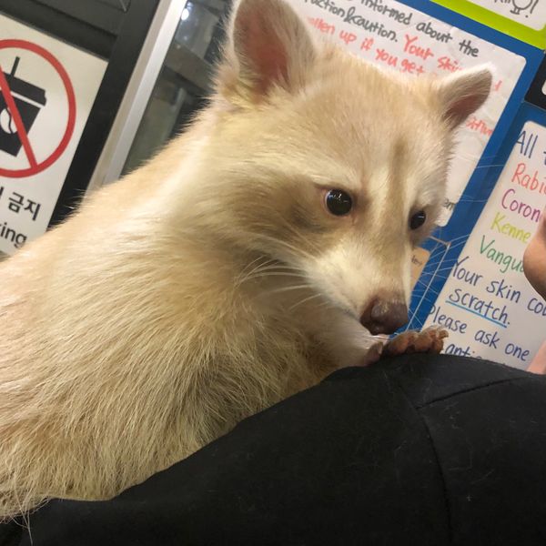 大韓民国 (韓国)・ソウル「笑いまくったソウル旅行🇰🇷🌕」の写真：📍弘大周辺
2日目はアライグマカフェ🦝に...