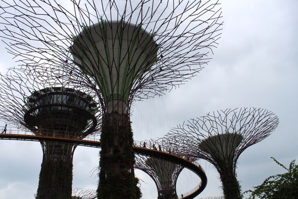 シンガポール・シンガポール「2015：ESMO Asia@Singapore」の写真：@Gardens by the Bay①...