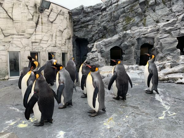 日本・北海道「誕生日旅行in北海道」の写真