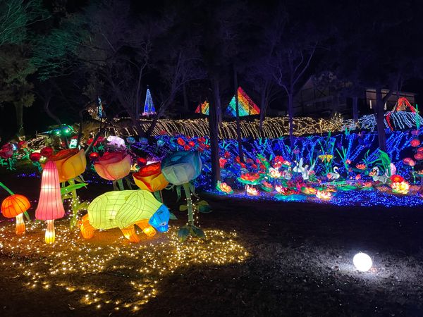 日本・東京ドイツ村「Christmas2020」の写真：#東京ドイツ村