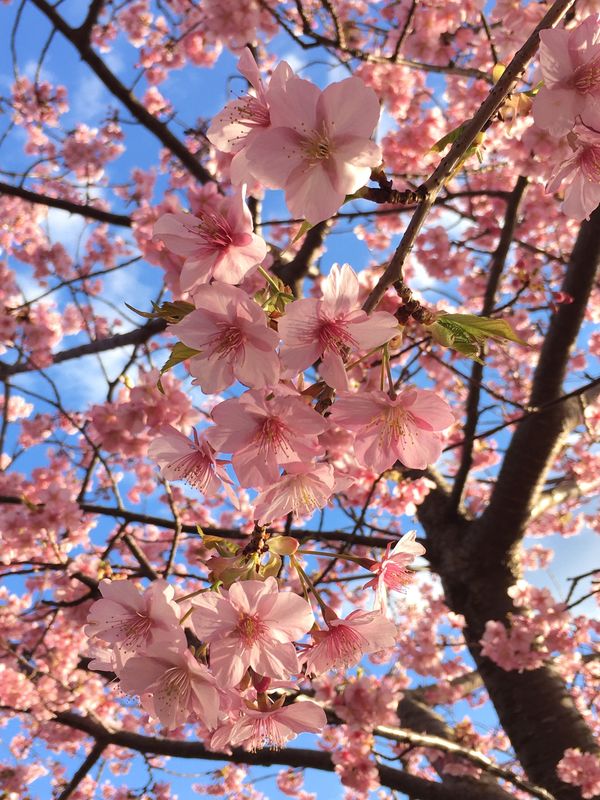 日本・静岡県「桜巡り」の写真