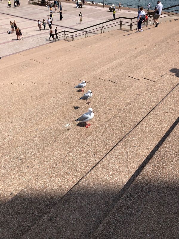 オーストラリア連邦・シドニー「初めてのひとり旅👩オーストラリア」の写真