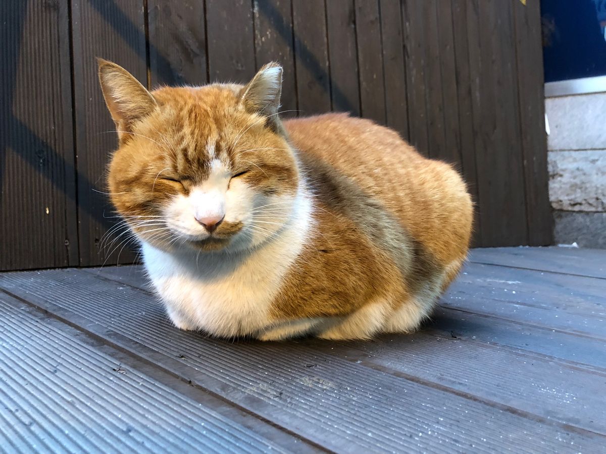 泊まったホステルに住み着いていた猫が可愛かった。
11月でも極寒だった。