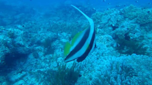 タンザニア連合共和国・ザンジバル島「Zanzibar」の写真：人生初のスキューバダイビングをした。優し...