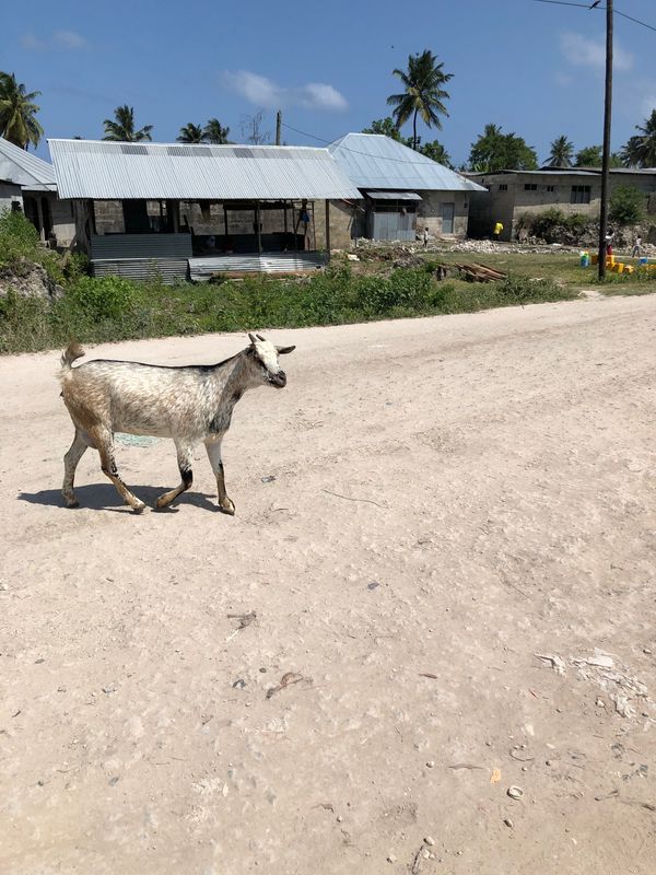 タンザニア連合共和国・ザンジバル島「Zanzibar」の写真：ウミガメとたくさん泳げるスポットに行った...