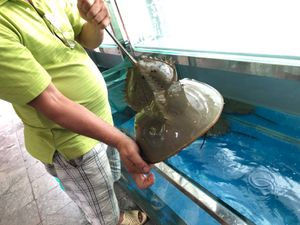 遊園地に行った。やってなかったので外観だけ撮った。腹いせに大きなカブトガニ...