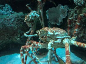 ヴィンパールフーコックで遊んだ。たくさん乗り物もあったし、水族館もあった。...