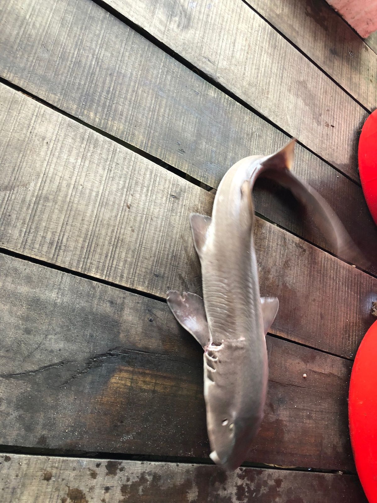 干しエイや干しナマコ、サメを食べた。あとタツノオトシゴも食べた。異文化だなぁ🇻🇳