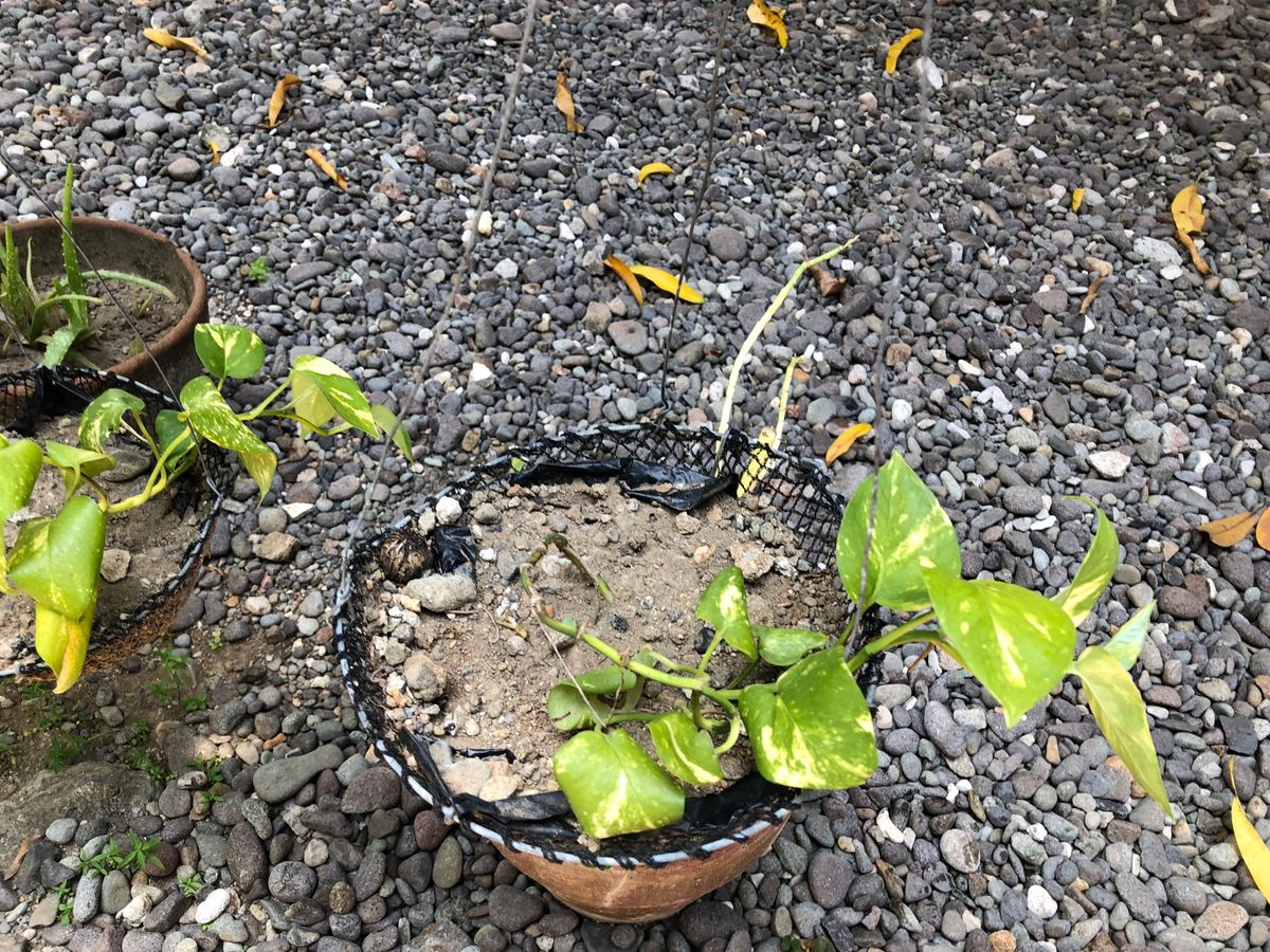 日本人で宿を営んでいるおじさんに親切にしてもらった。海が荒れてたけど駄々を...