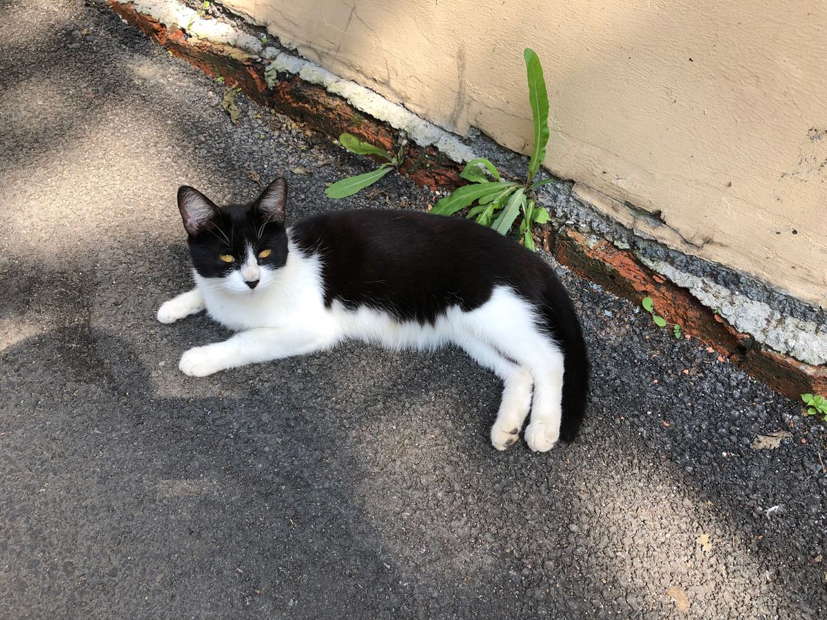 猫がお出迎え。大型客船も来ていた。ロシアは初めてだけど、思っていたよりもご...
