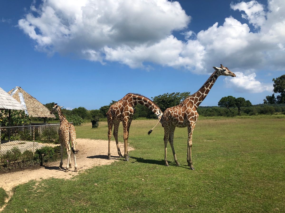 ジュゴンとキリンにあって、地元の発表会に参加してきました。
