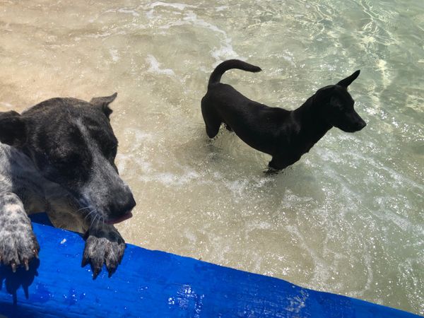 フィリピン・ブスアンガ島「Busuanga」の写真：キリンやシマウマに会いに行った。キリンは...