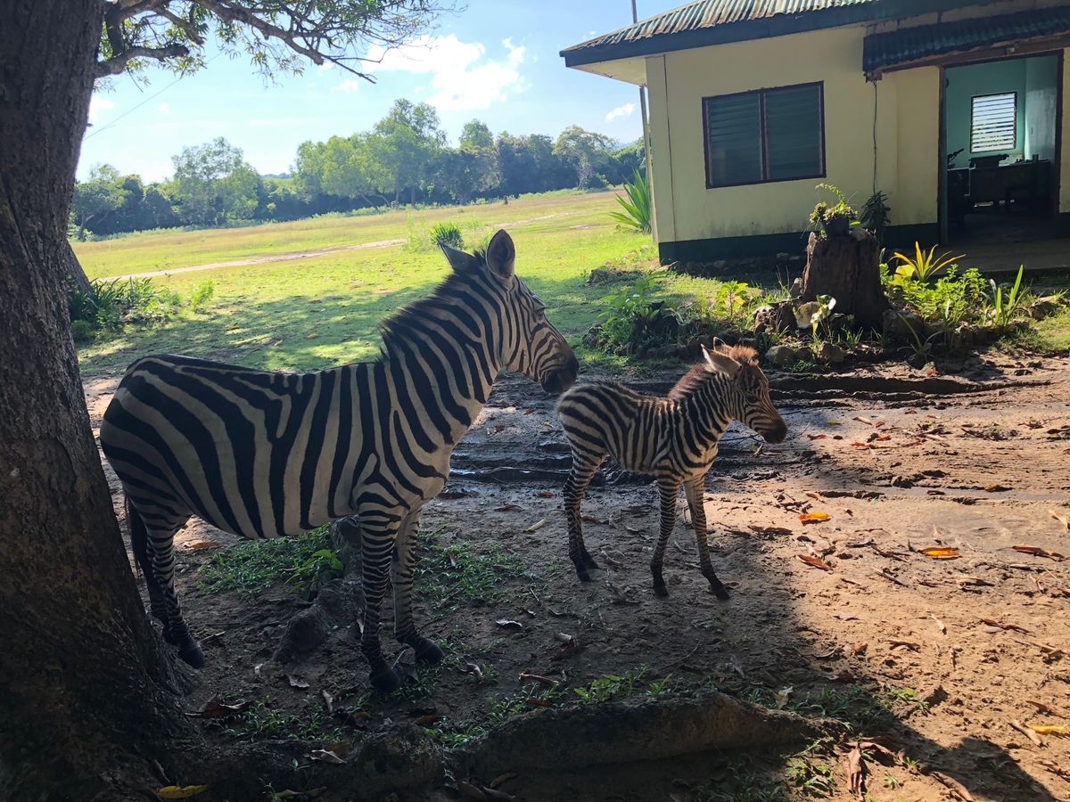 キリンやシマウマに会いに行った。キリンはやっぱり可愛い。