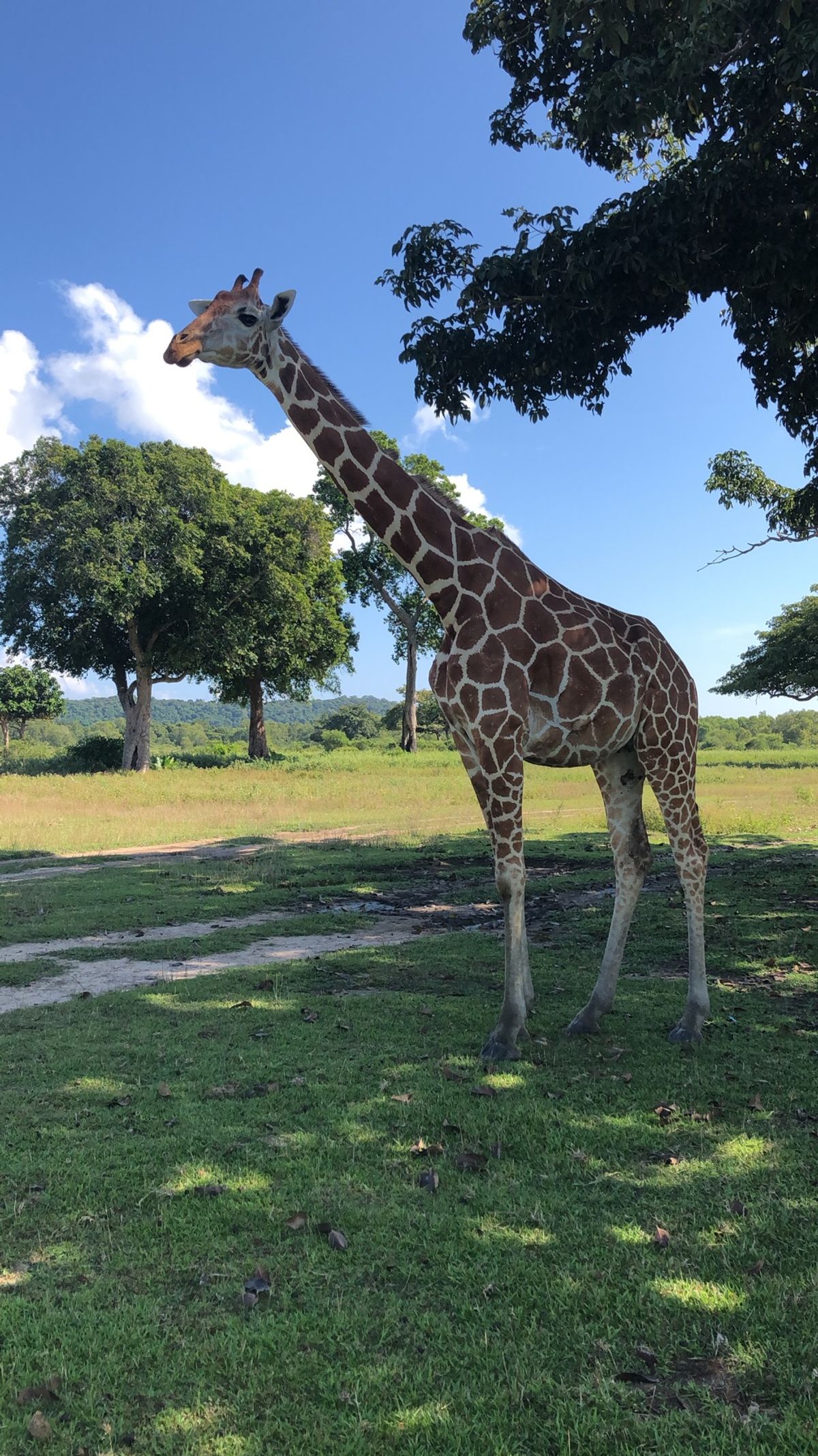 キリンやシマウマに会いに行った。キリンはやっぱり可愛い。
