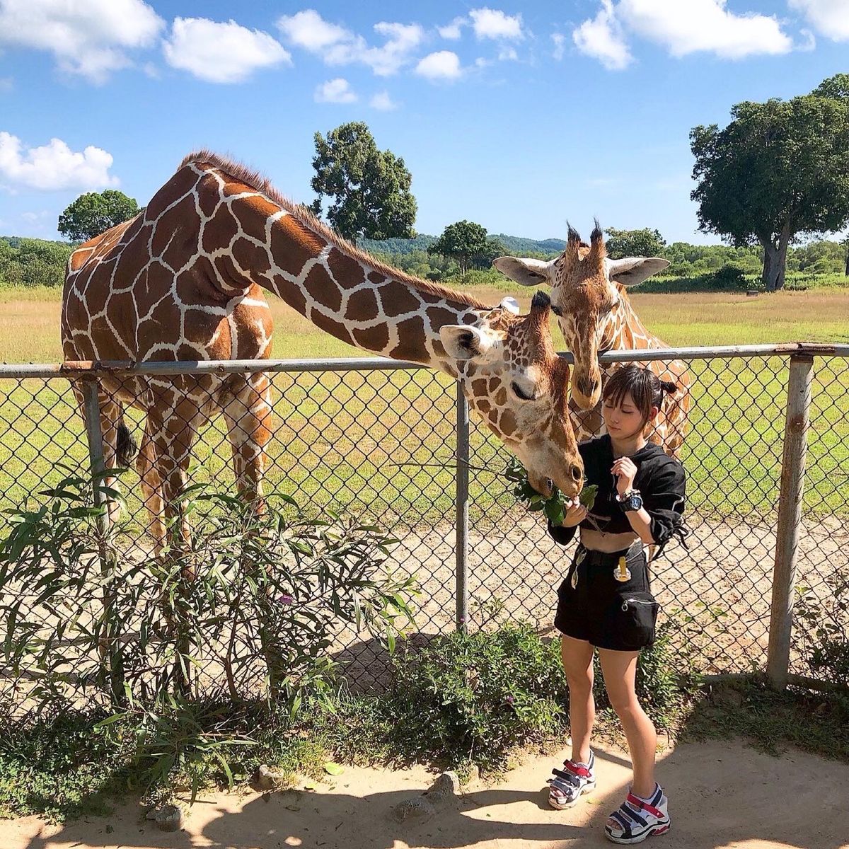 ジュゴンとキリンにあって、地元の発表会に参加してきました。
