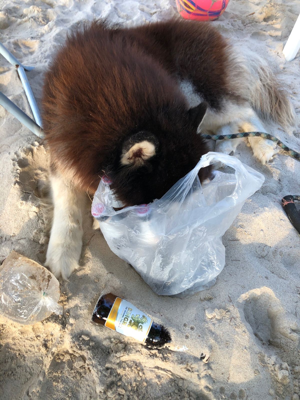 おっきな犬と遊んだり、おっきな猫🐯撫で回したり