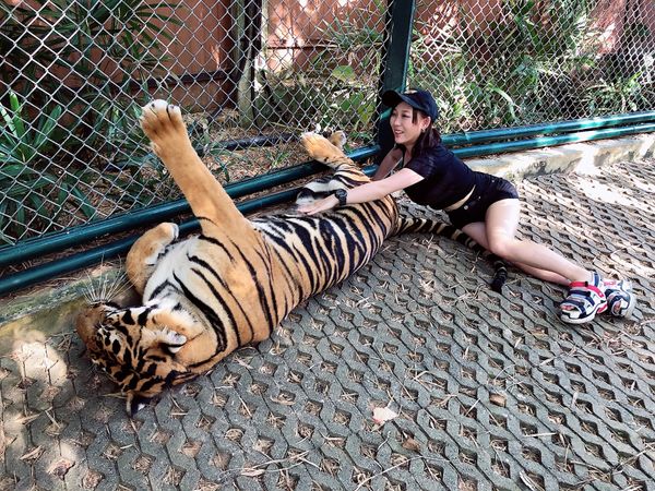 タイ・プーケット「Phi Phi/Phuket」の写真：おっきな犬と遊んだり、おっきな猫🐯撫で回したり