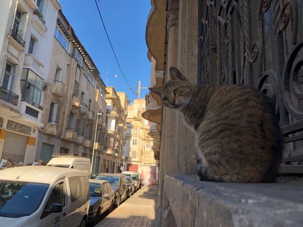 モロッコ・カサブランカ「Casablanka/ Marrakech」の写真：観たことない食材がたくさん並んでいた。ウ...