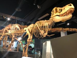 メルボルン博物館