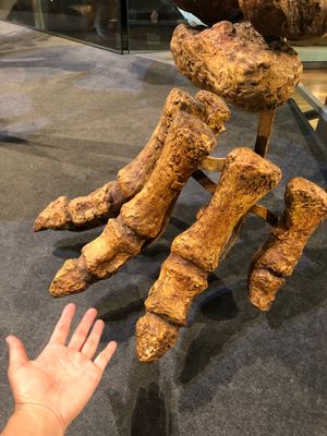 メルボルン博物館