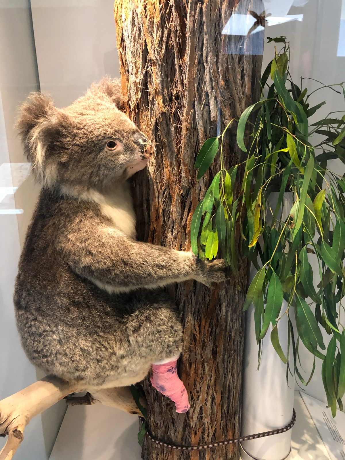 メルボルン博物館