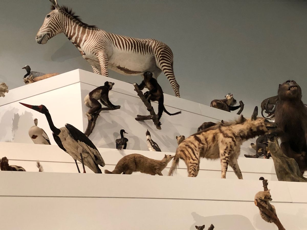 メルボルン博物館