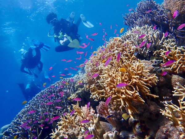 フィリピン・セブ島「セブ島ダイビング」の写真：海