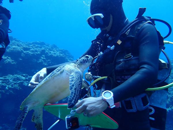 日本・石垣島「石垣島ダイビング」の写真