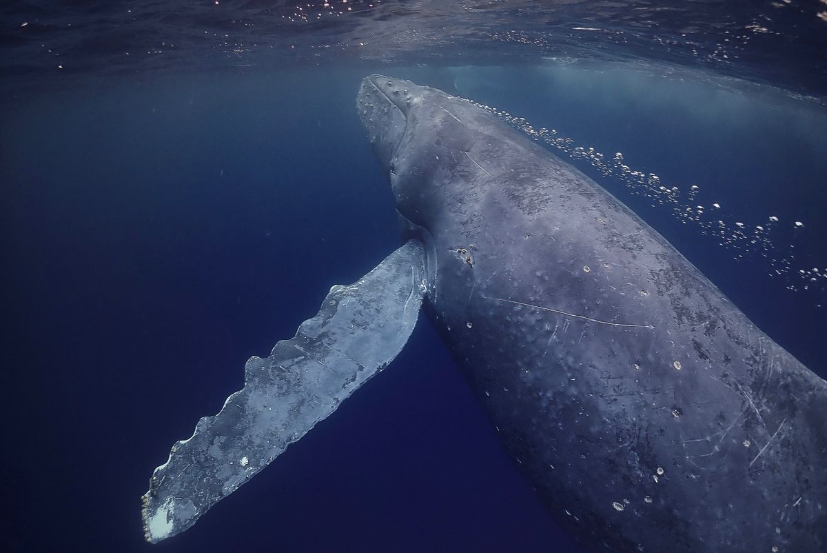 一生忘れないであろうザトウクジラとの出会い

クジラの背中に乗るとフジツボ...
