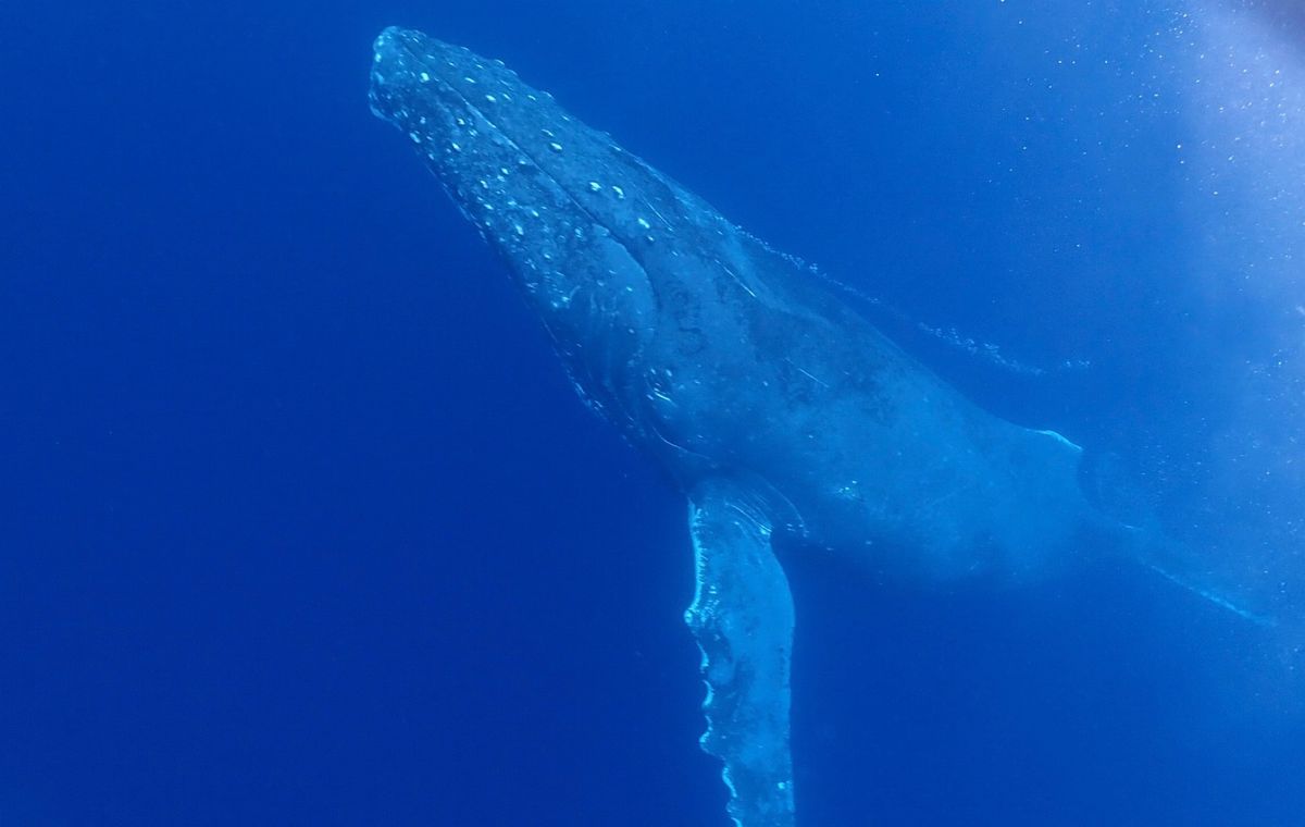 一生忘れないであろうザトウクジラとの出会い

クジラの背中に乗るとフジツボ...