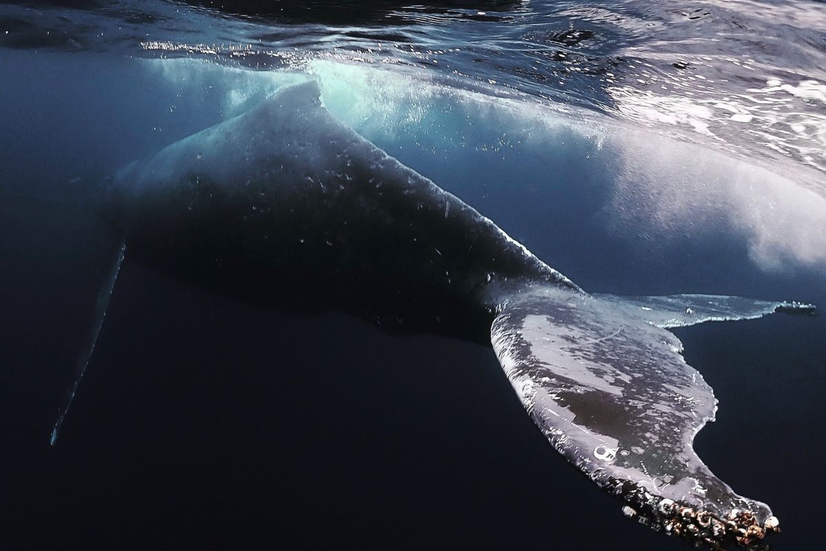 一生忘れないであろうザトウクジラとの出会い

クジラの背中に乗るとフジツボ...