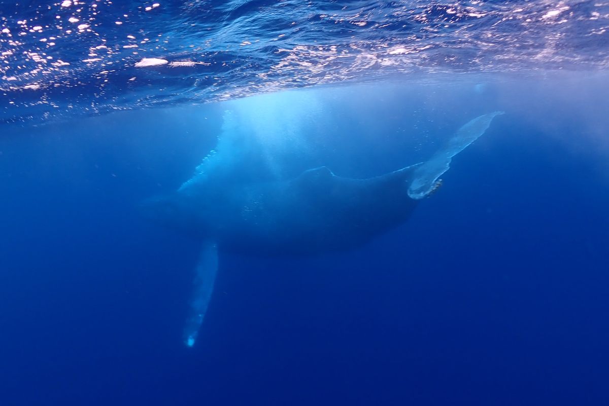 一生忘れないであろうザトウクジラとの出会い

クジラの背中に乗るとフジツボ...