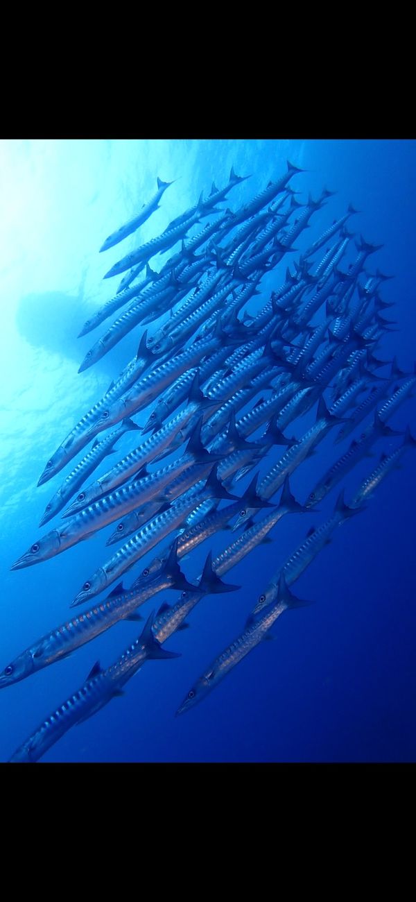 日本・沖縄県「久米島アルバイト②」の写真