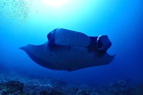 タイ・プーケット「シミラン諸島ダイブクルーズ」の写真：海