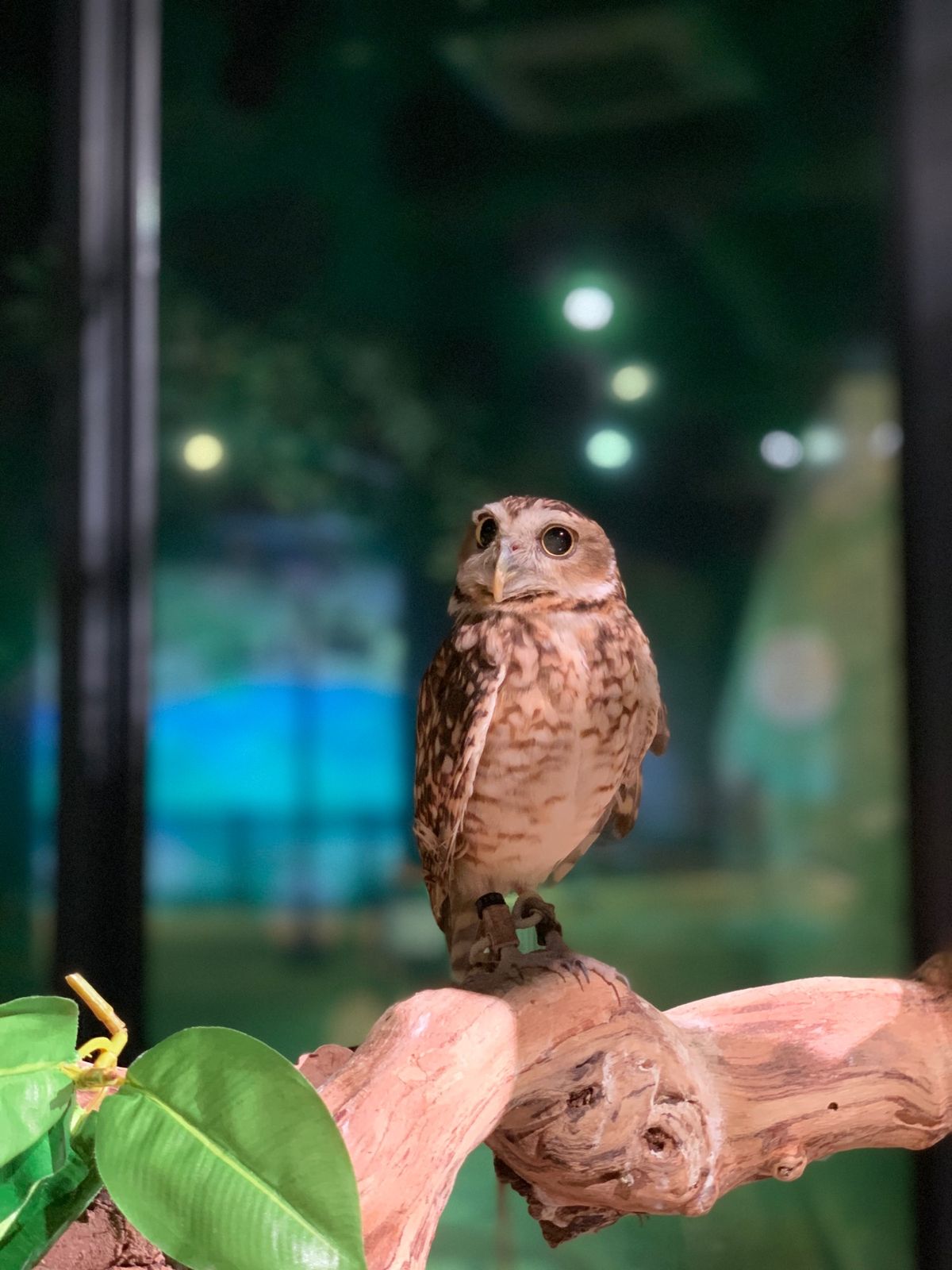 自転車を借りて那覇近辺を周りました。
メインはDMMかりゆし水族館！流石に...