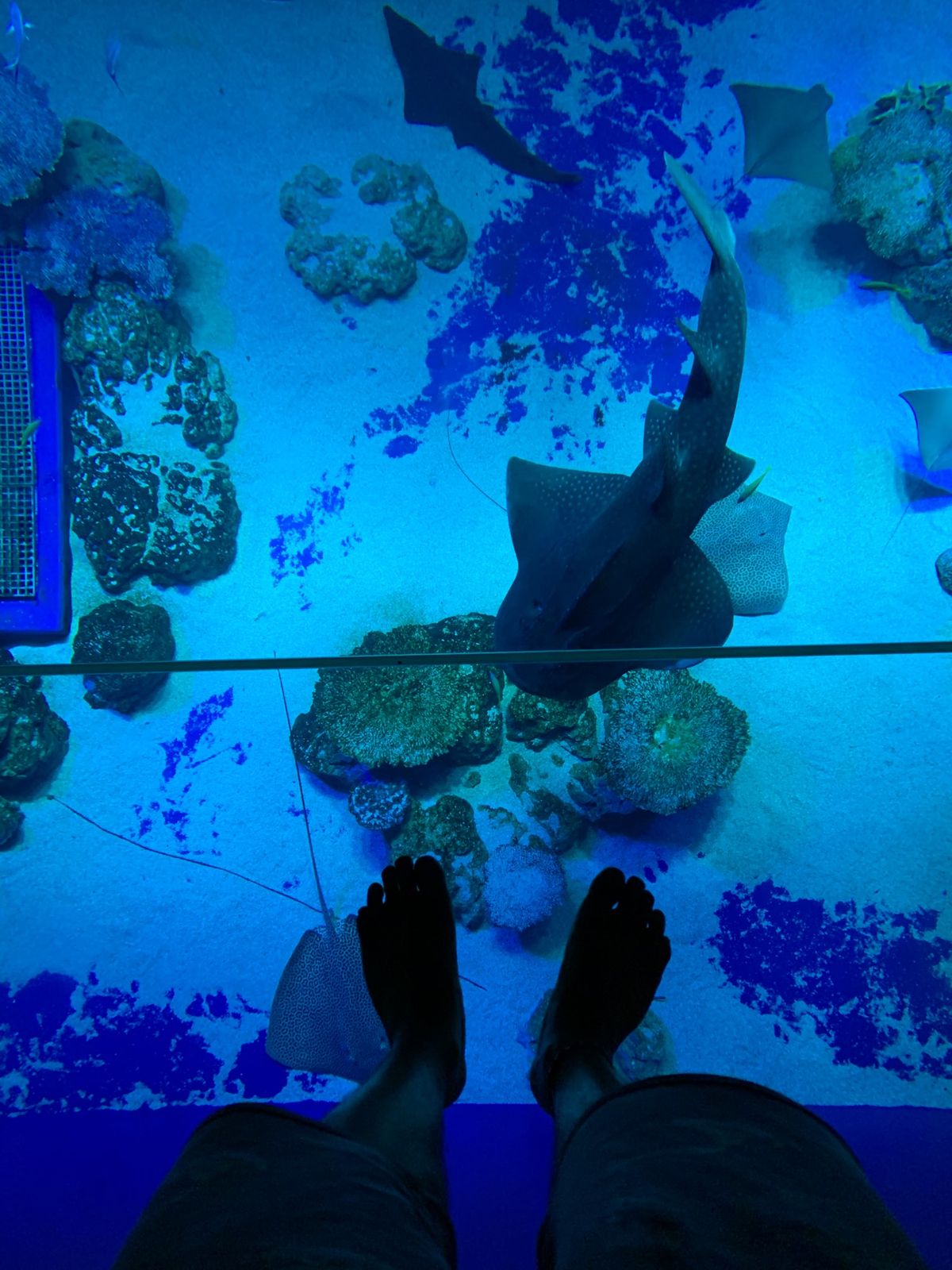 自転車を借りて那覇近辺を周りました。
メインはDMMかりゆし水族館！流石に...