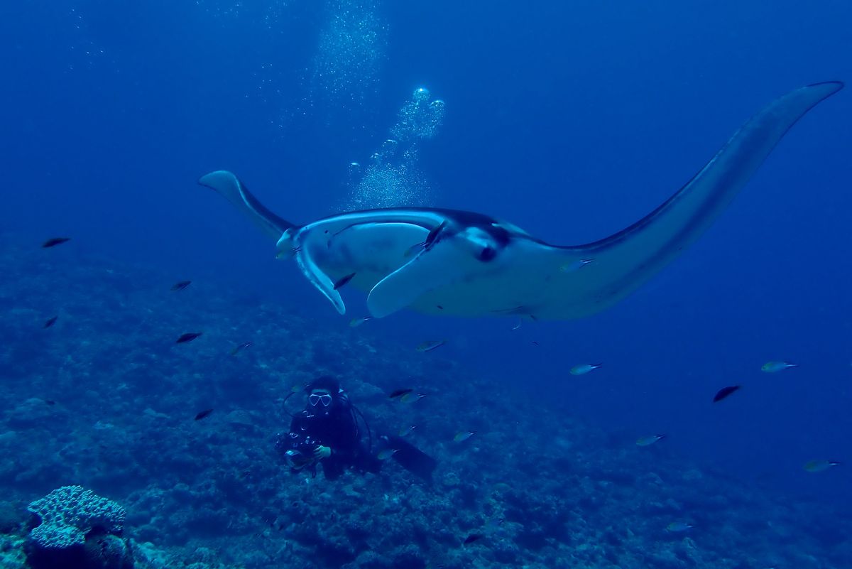 マクロ、ワイド共に楽しみが尽きない久米島の海