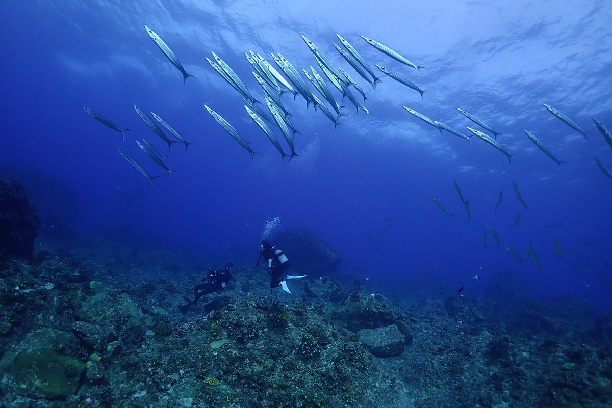 マクロ、ワイド共に楽しみが尽きない久米島の海