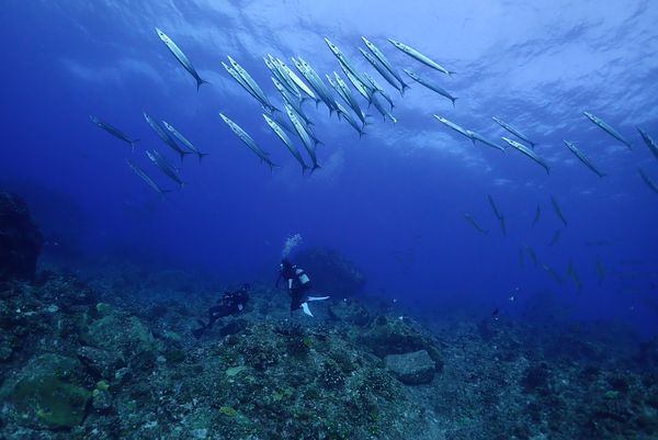 日本・沖縄県「久米島アルバイト③」の写真：マクロ、ワイド共に楽しみが尽きない久米島の海