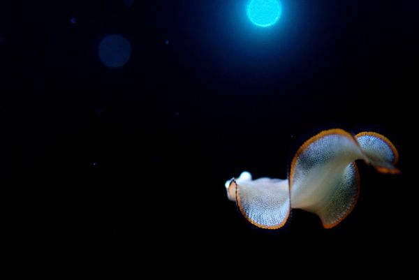 日本・沖縄県「久米島アルバイト③」の写真：Black Water Dive
極小の...